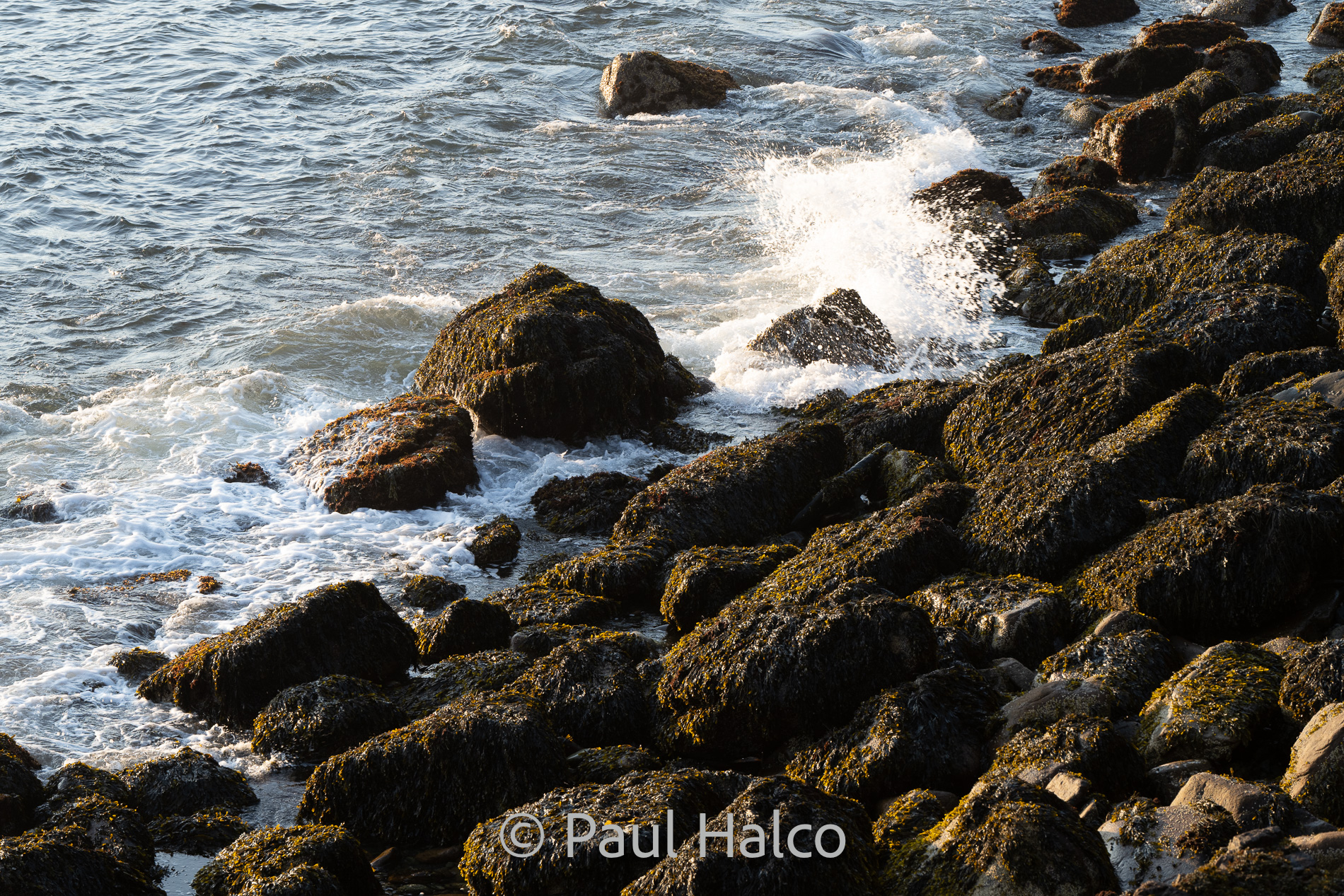 Paul Halco-Acadia NP-35